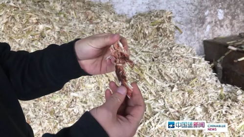 紅糖安全風(fēng)波 義烏知名紅糖廠(chǎng)被查出多項(xiàng)問(wèn)題，如何科學(xué)看待？